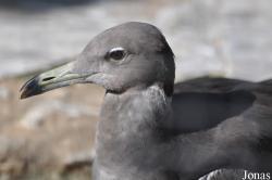 Ichthyaetus hemprichii