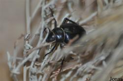 Tenebrionidae