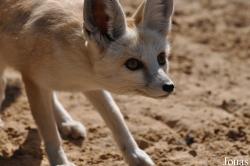 H. E. Sheikh Butti Maktoum's Wildlife Center