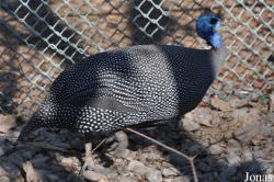 H. E. Sheikh Butti Maktoum's Wildlife Center