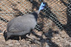 H. E. Sheikh Butti Maktoum's Wildlife Center