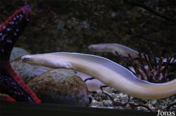Uropterygius concolor