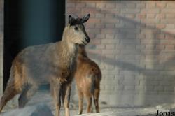 Beijing Zoological Gardens