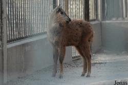 Beijing Zoological Gardens