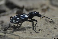 Carabidae