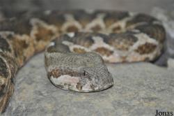 Daboia mauritanica