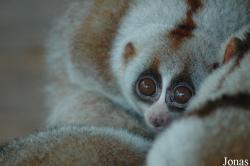 Lorisidae