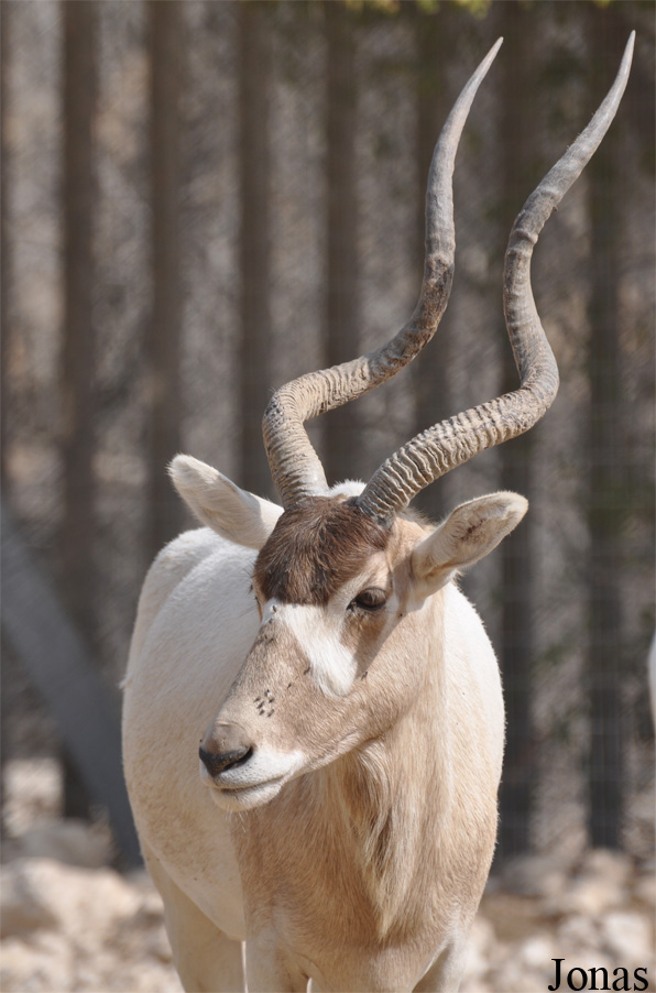 Doha Zoo