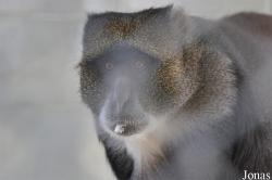 Kuwait Zoo
