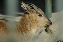 Beijing Zoological Gardens