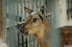 Beijing Zoological Gardens