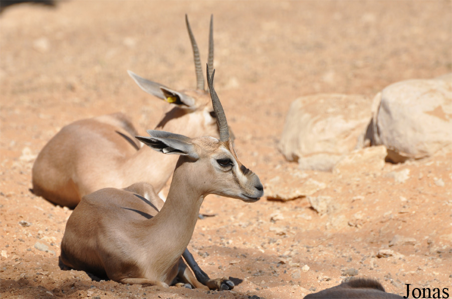 Al Ain Zoo
