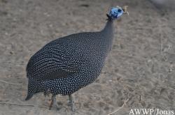 Al Wabra Wildlife Preservation