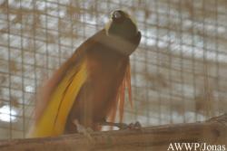 Al Wabra Wildlife Preservation