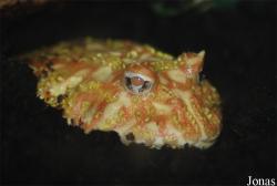 Ceratophrys ornata