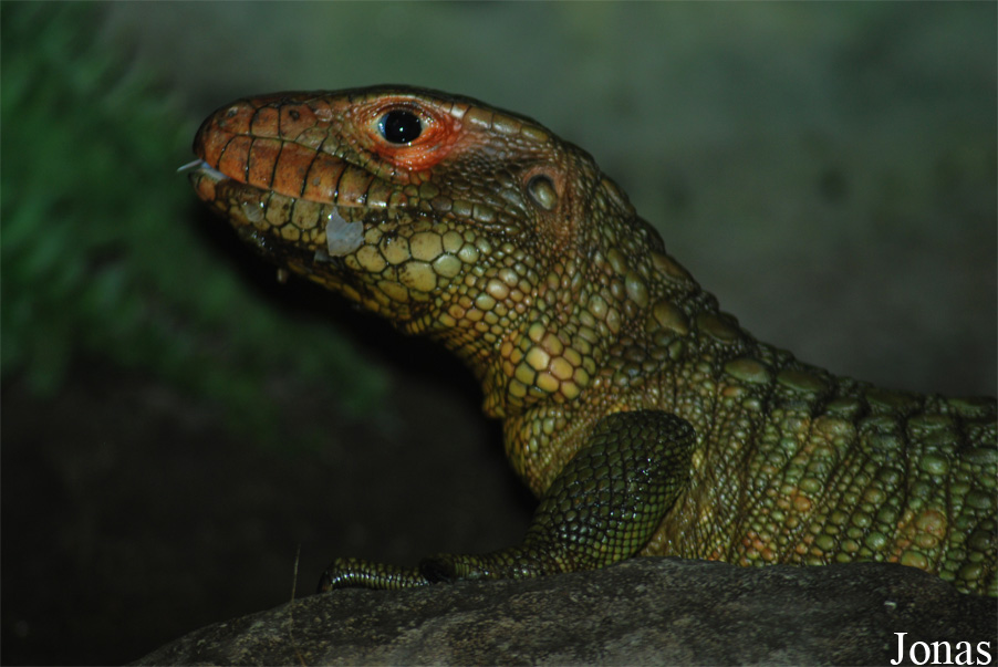 Zoologická zahrada města Brna