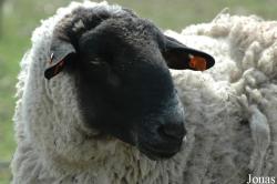 Mouton Romanov