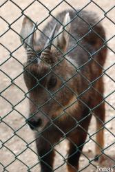 Zoologická a botanická zahrada města Plzně