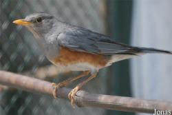 Turdus hortulorum