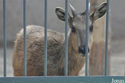 Beijing Zoological Gardens