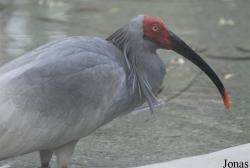 Beijing Zoological Gardens