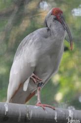 Beijing Zoological Gardens