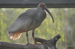 Beijing Zoological Gardens