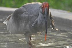 Beijing Zoological Gardens