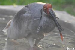 Beijing Zoological Gardens