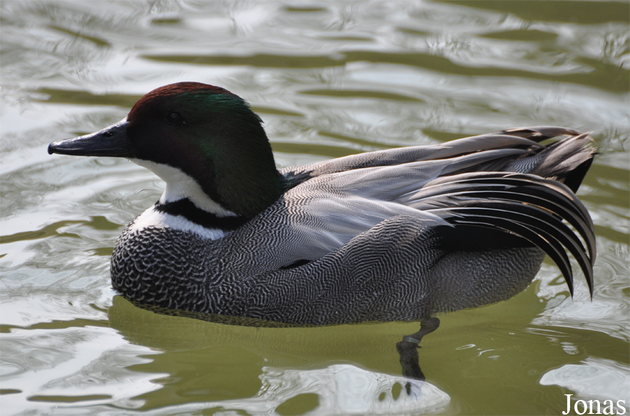 Zoo Halle