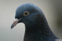 Columba livia