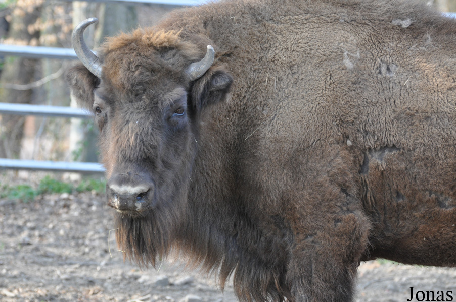 Tierpark Hirschfeld