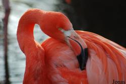 Phoenicopteridae