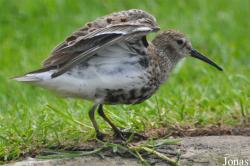 Calidris alpina