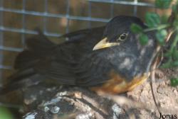 Turdus dissimilis