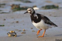 Arenaria interpres