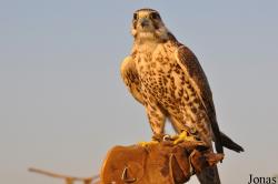 Birds of Prey Show