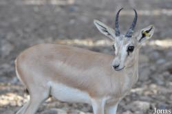 Sharjah Desert Park