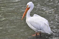 Jurong Bird Park
