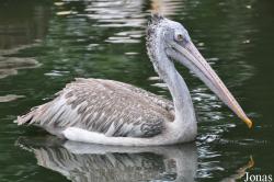 Jurong Bird Park