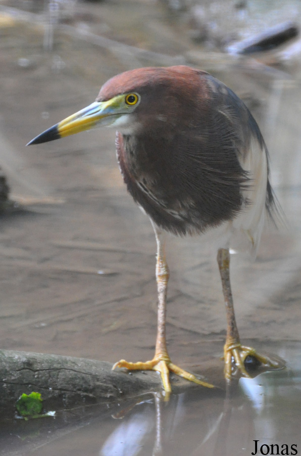 Zoo Taiping & Night Safari