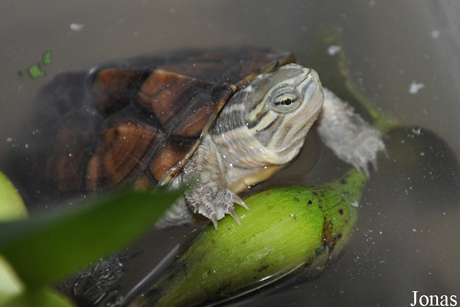 Cuc Phuong Turtle Conservation Center (TCC)