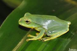 Vietnam Amphibian and Reptile Breeding Station