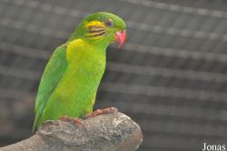 Charmosyna placentis