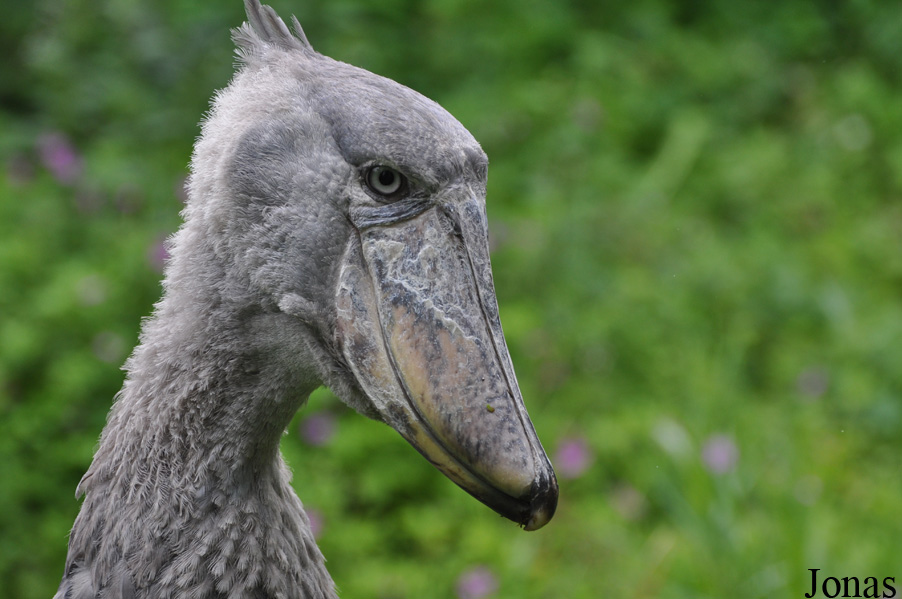 Zoologischer Garten Zürich