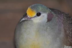 Vogelpark Steinen