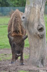 Fota Wildlife Park