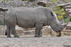 Dublin Zoo