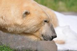 Skandinavisk Dyrepark