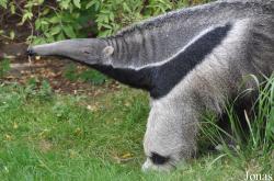 Zoo København